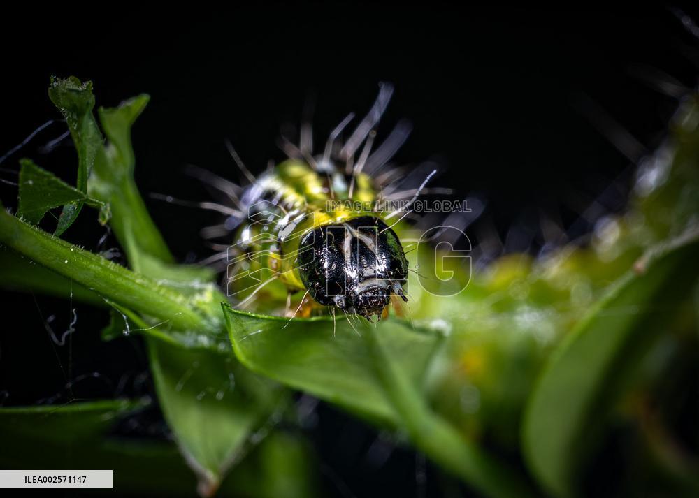 Invasive box tree moth decimated ornamental and wild boxwoods in Europe - France