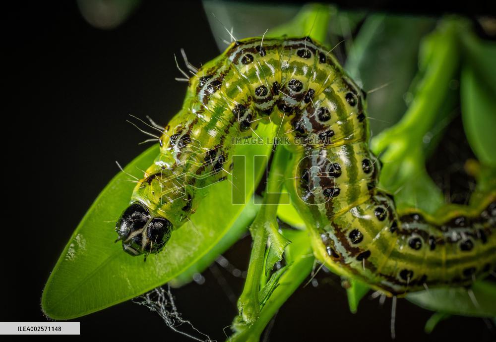 Invasive box tree moth decimated ornamental and wild boxwoods in Europe - France