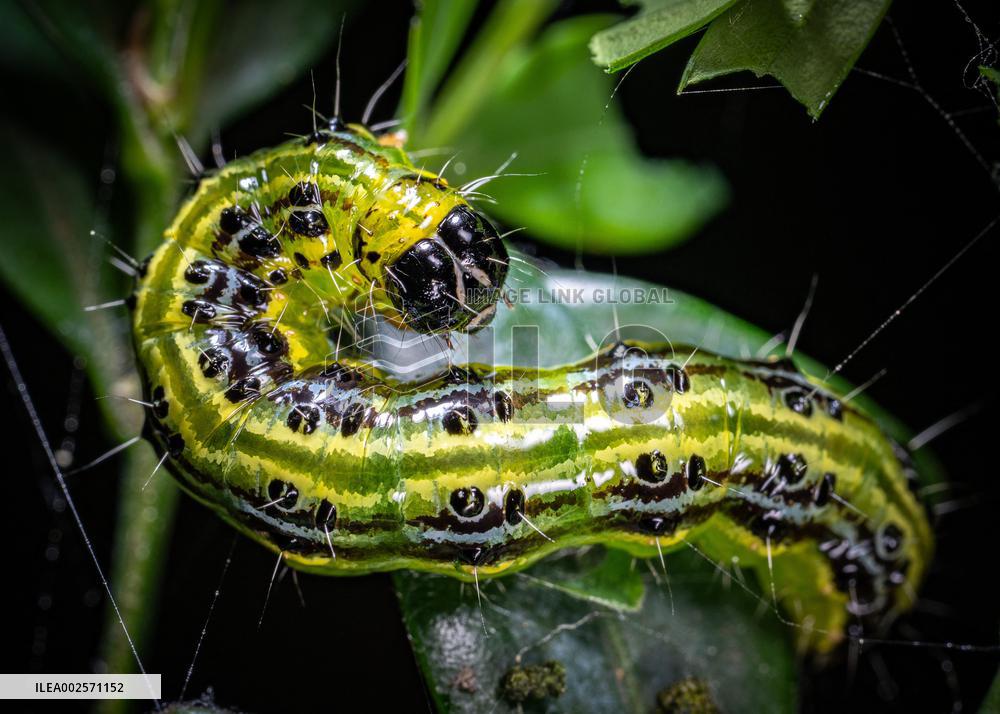 Invasive box tree moth decimated ornamental and wild boxwoods in Europe - France