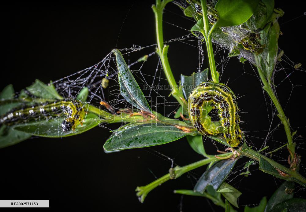Invasive box tree moth decimated ornamental and wild boxwoods in Europe - France