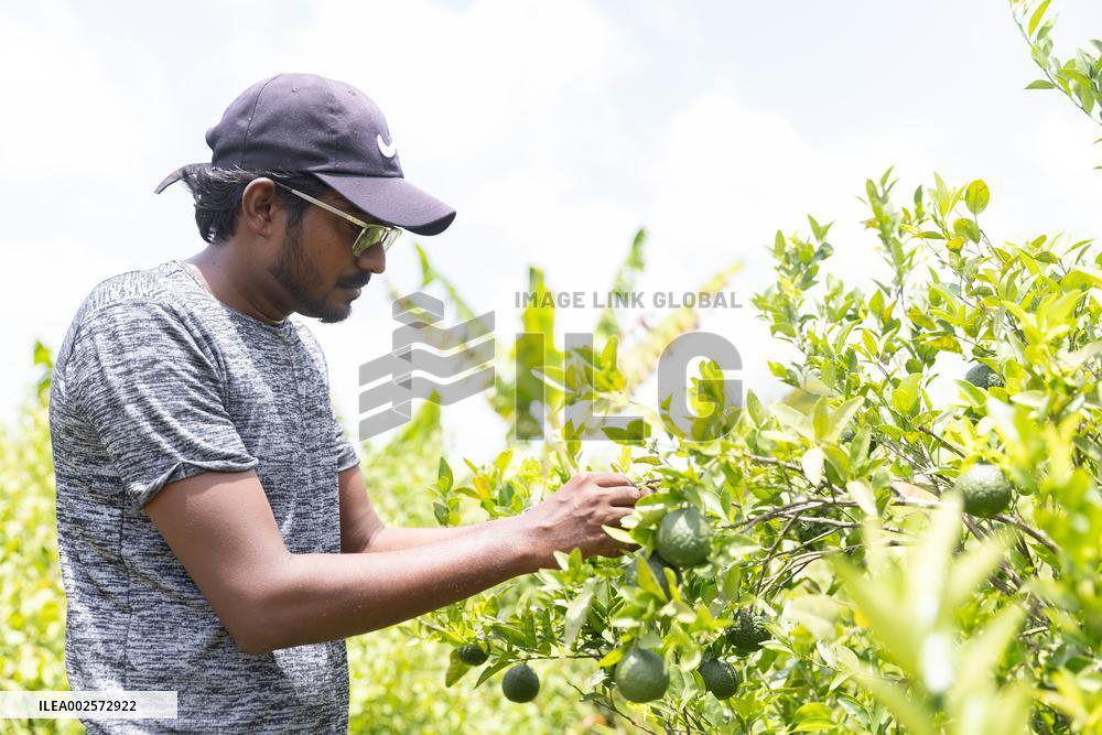 SURINAME-SARAMACCA-CHINESE AGRICULTURAL AID