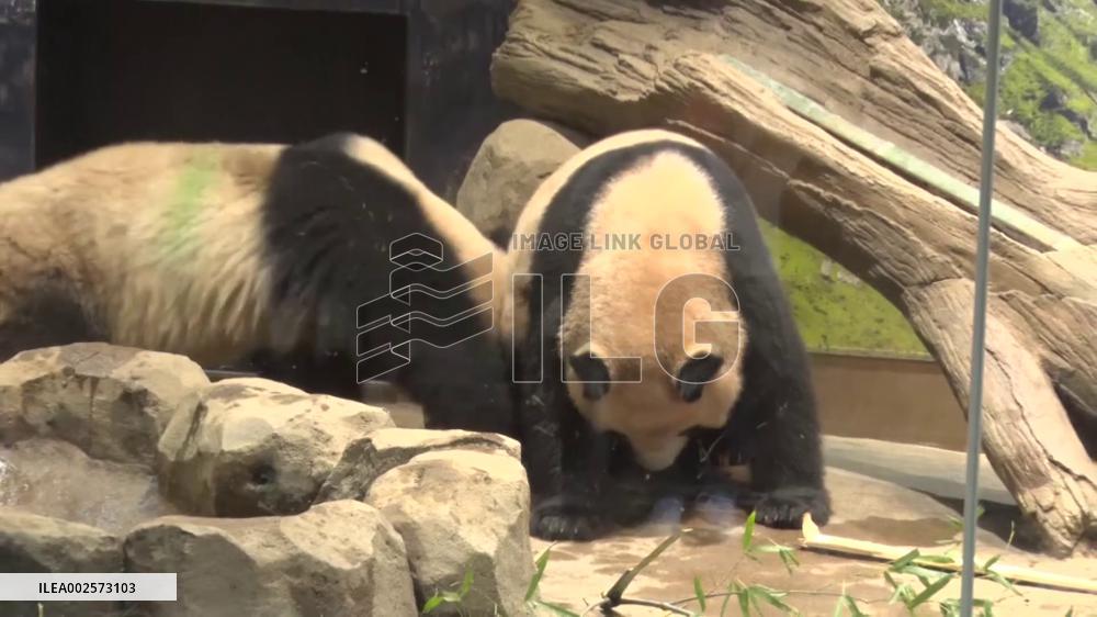 Twin giant pandas at Ueno zoo