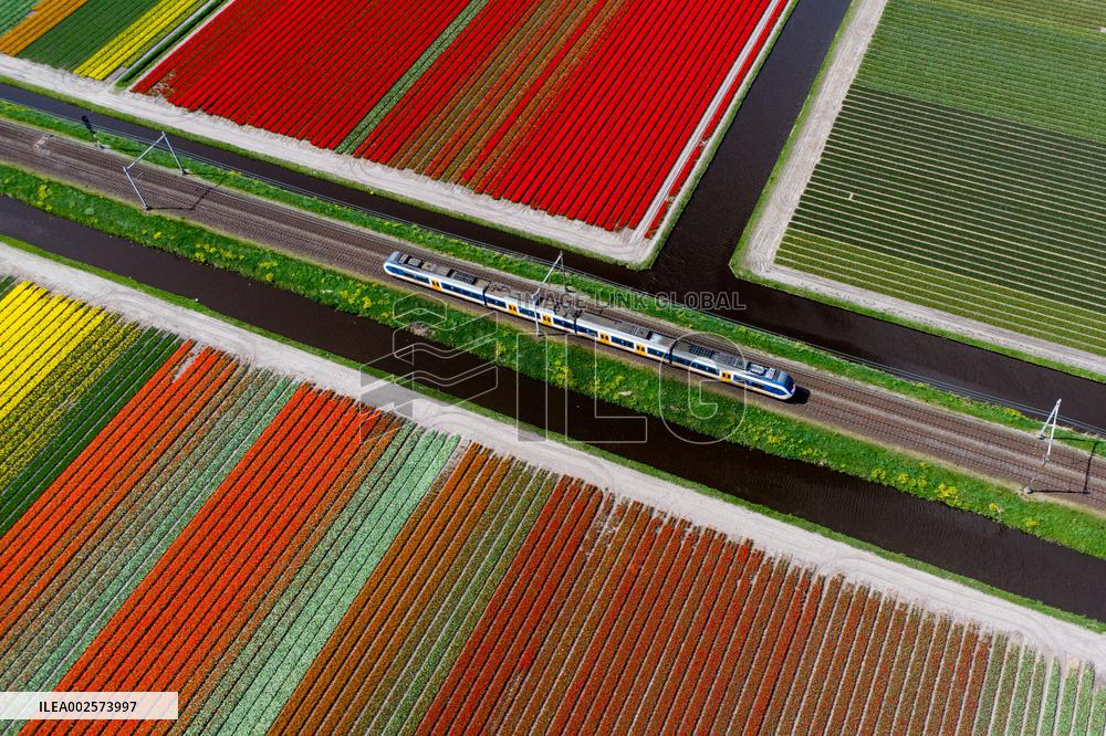 THE NETHERLANDS-LISSE-TULIPS