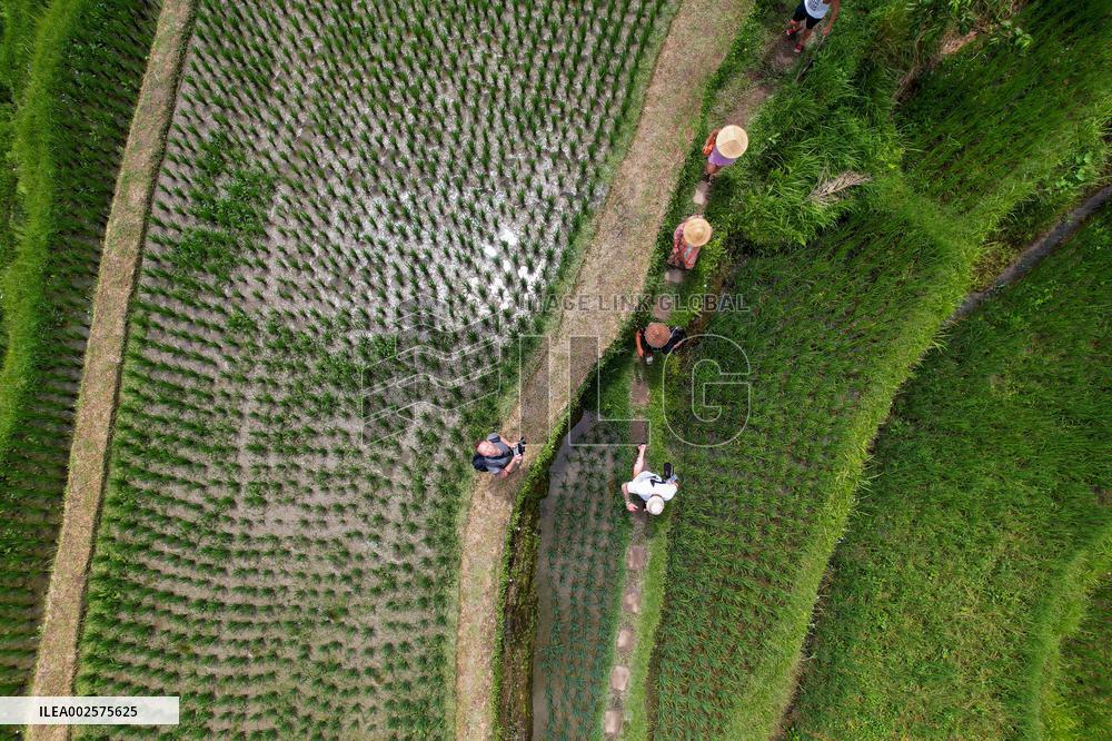 Illustrations of Bali