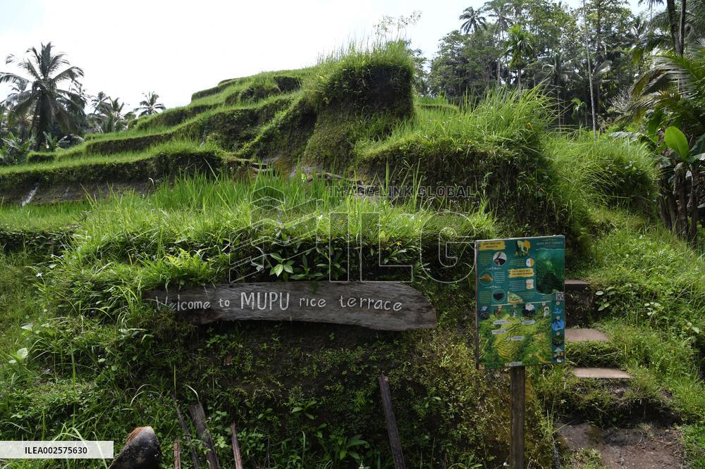 Illustrations of Bali