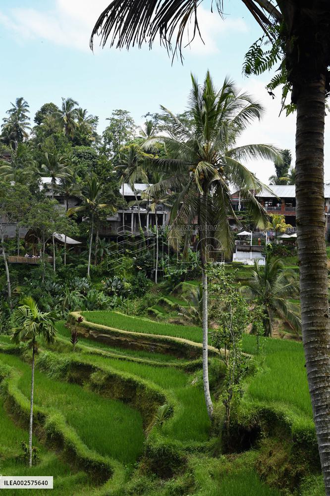 Illustrations of Bali