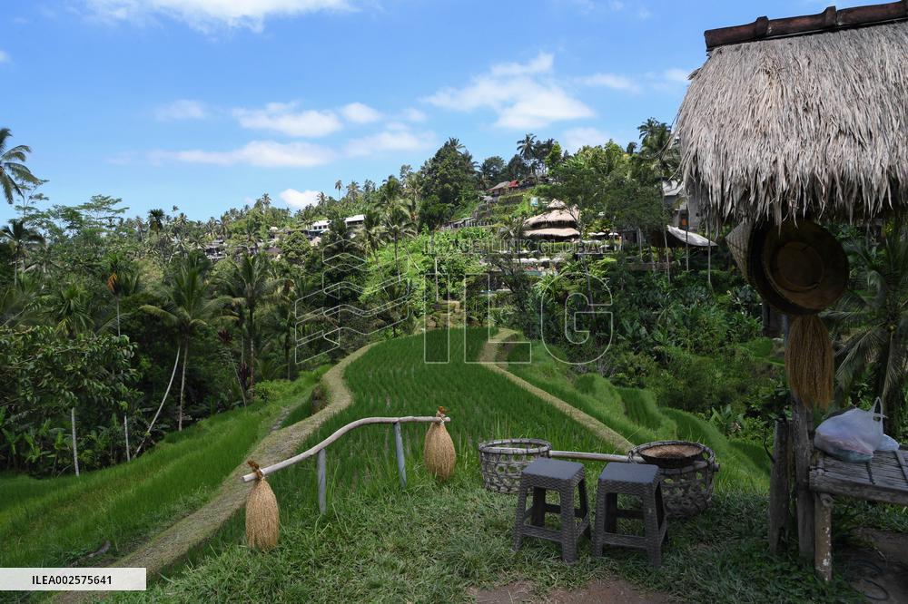 Illustrations of Bali