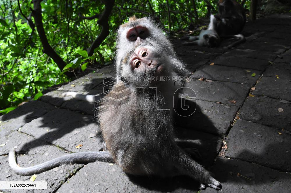 Illustrations of Bali