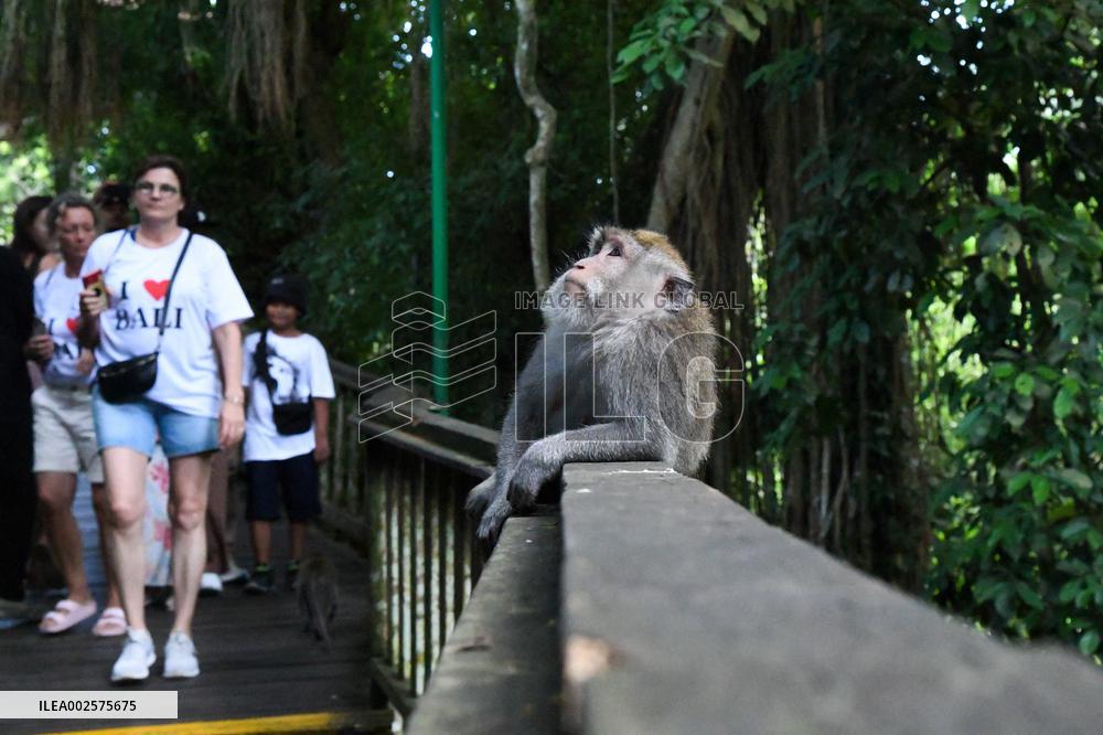 Illustrations of Bali