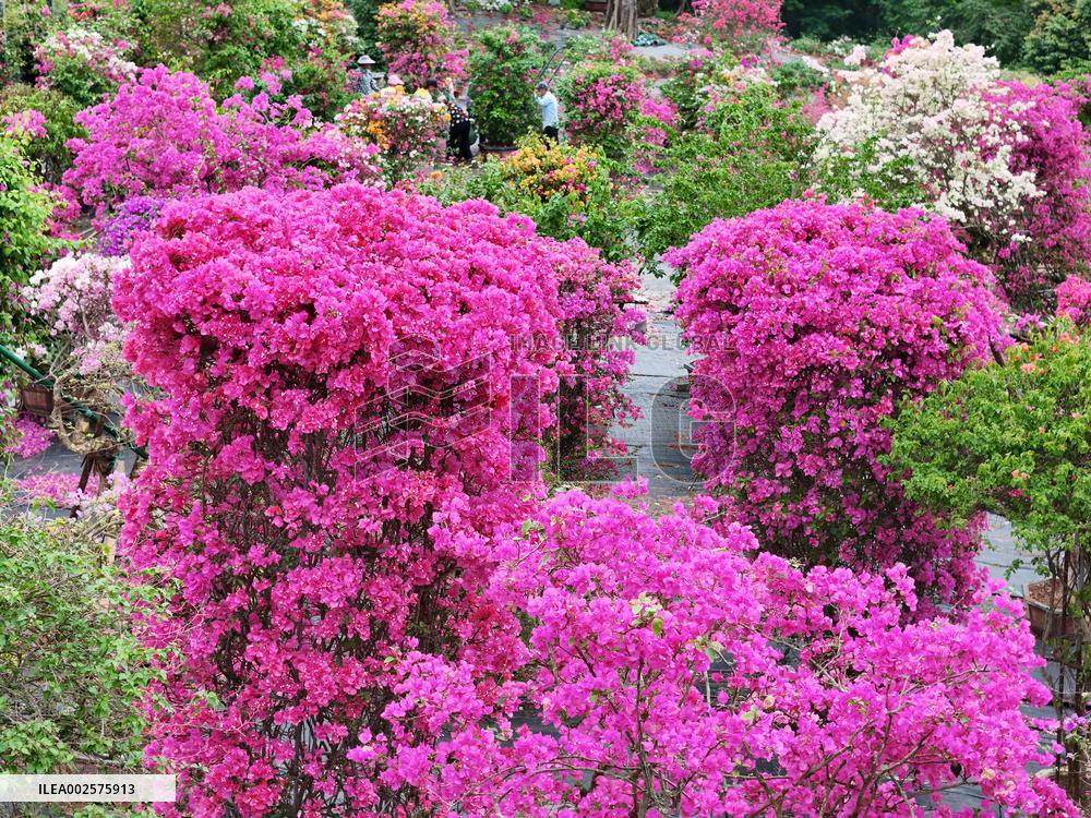 Potted Triangulum Plum Flowers in Full Bloom in Nanning