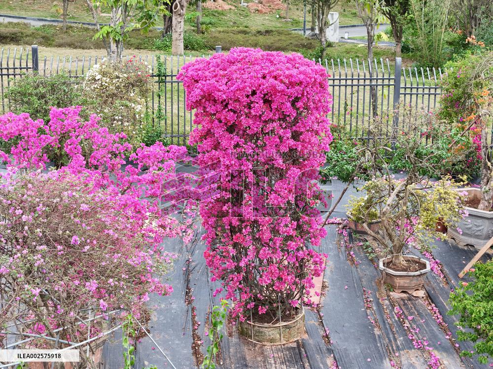 Potted Triangulum Plum Flowers in Full Bloom in Nanning
