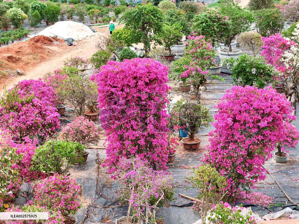 Potted Triangulum Plum Flowers in Full Bloom in Nanning