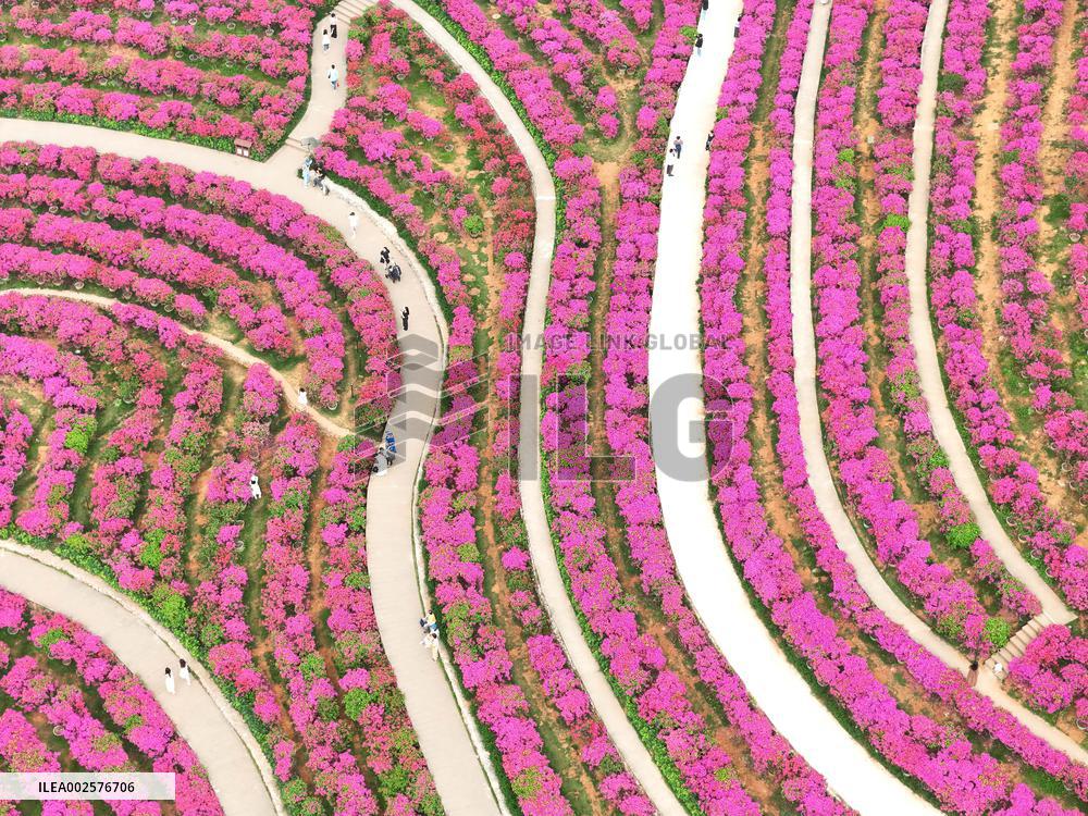 Blooming Bougainvillea