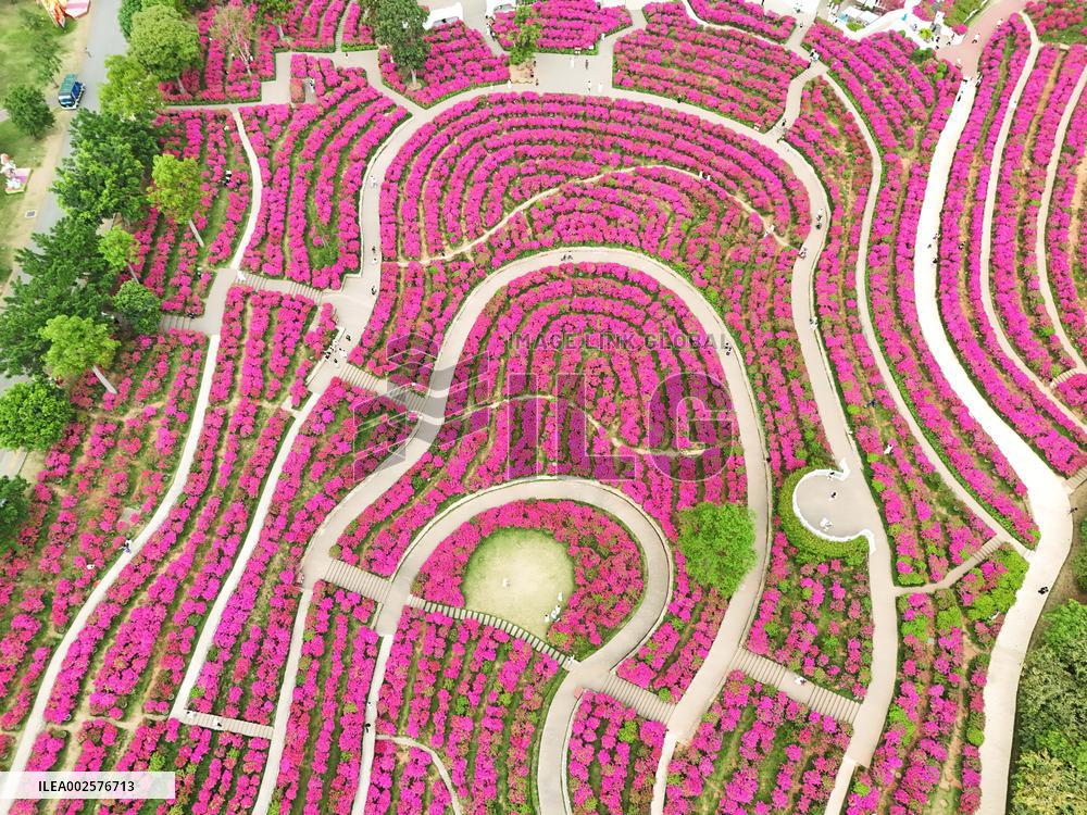 Blooming Bougainvillea