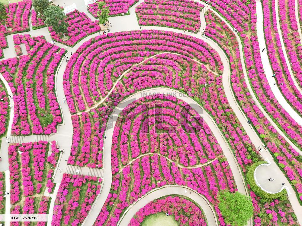 Blooming Bougainvillea