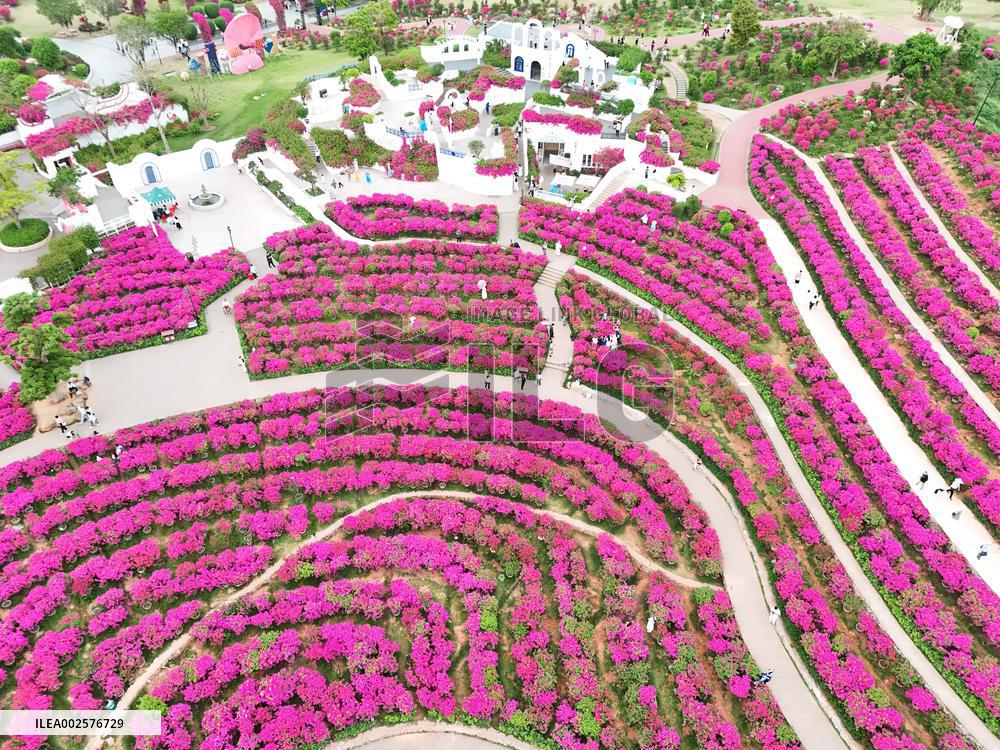 Blooming Bougainvillea