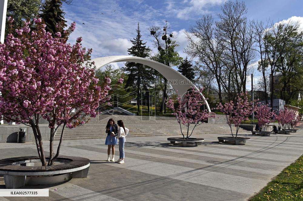 Sakura trees bloom in Vinnytsia