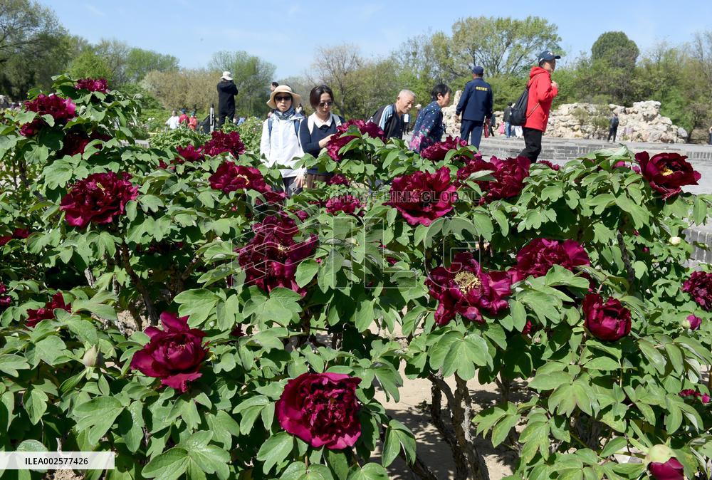CHINA-BEIJING-YUANMINGYUAN PARK-PEONIES (CN)