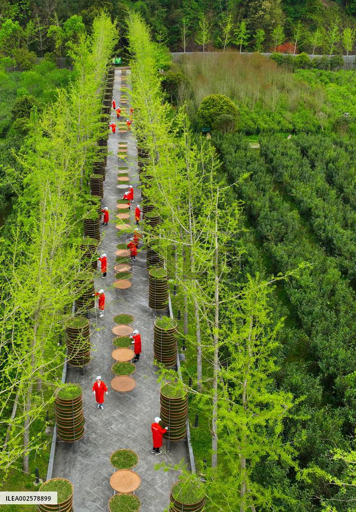 (FujianPano) CHINA-FUJIAN-TEA CULTURE (CN)