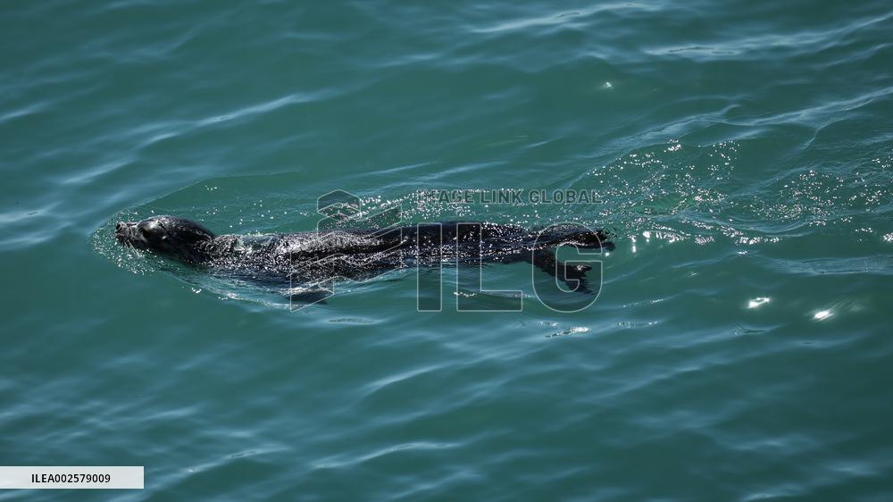 CHINA-LIAONING-DALIAN-SEAL-RELEASE (CN)