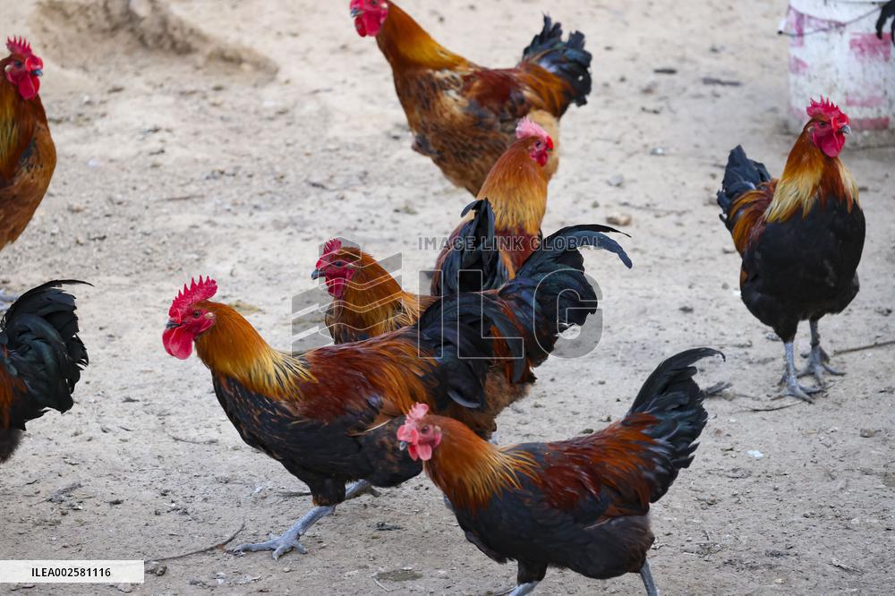 A Chicken Breeding Base in Qingdao
