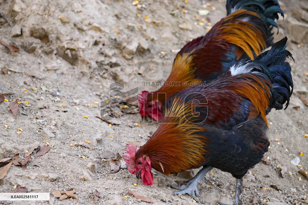 A Chicken Breeding Base in Qingdao