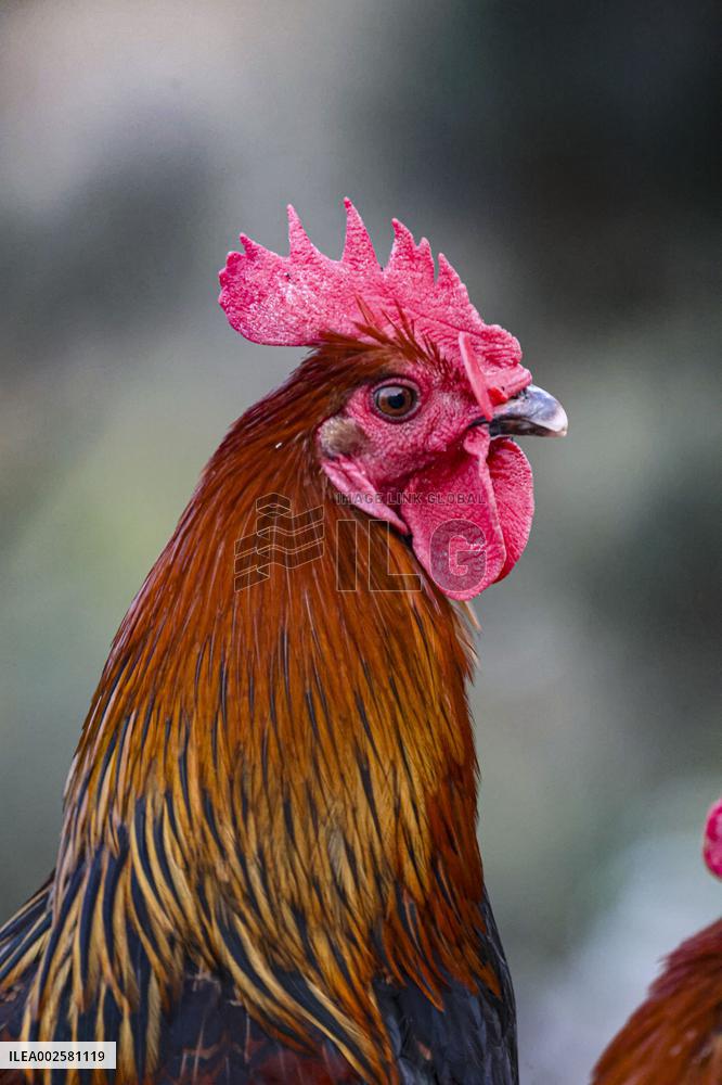 A Chicken Breeding Base in Qingdao