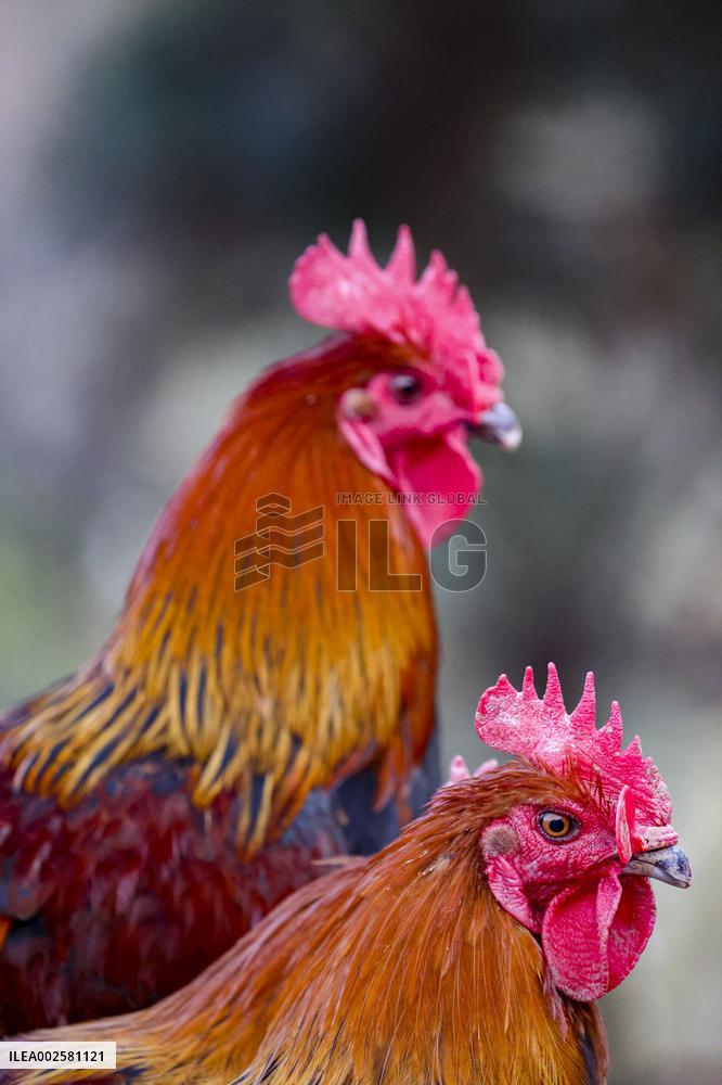 A Chicken Breeding Base in Qingdao