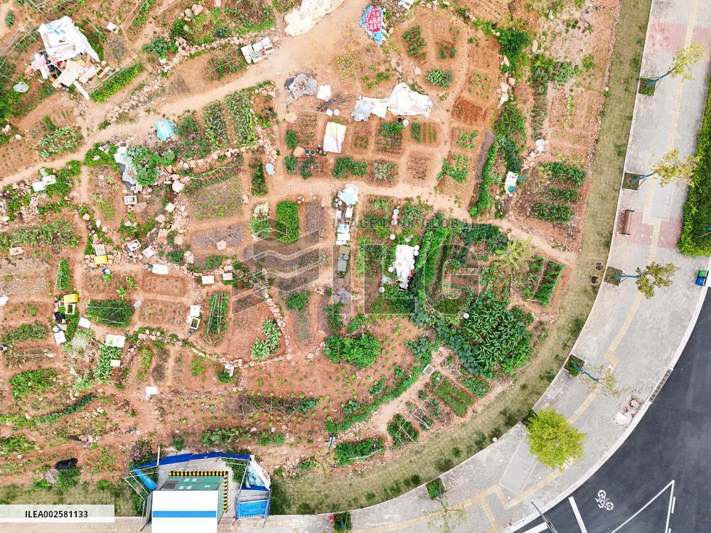 Private Vegetable Garden in Nanning