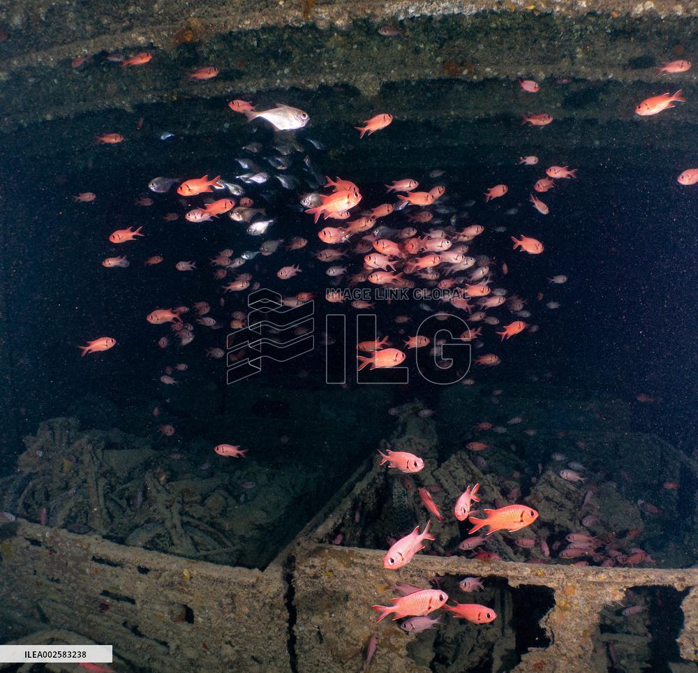 Ship Wrecks of North Red Sea - Egypt