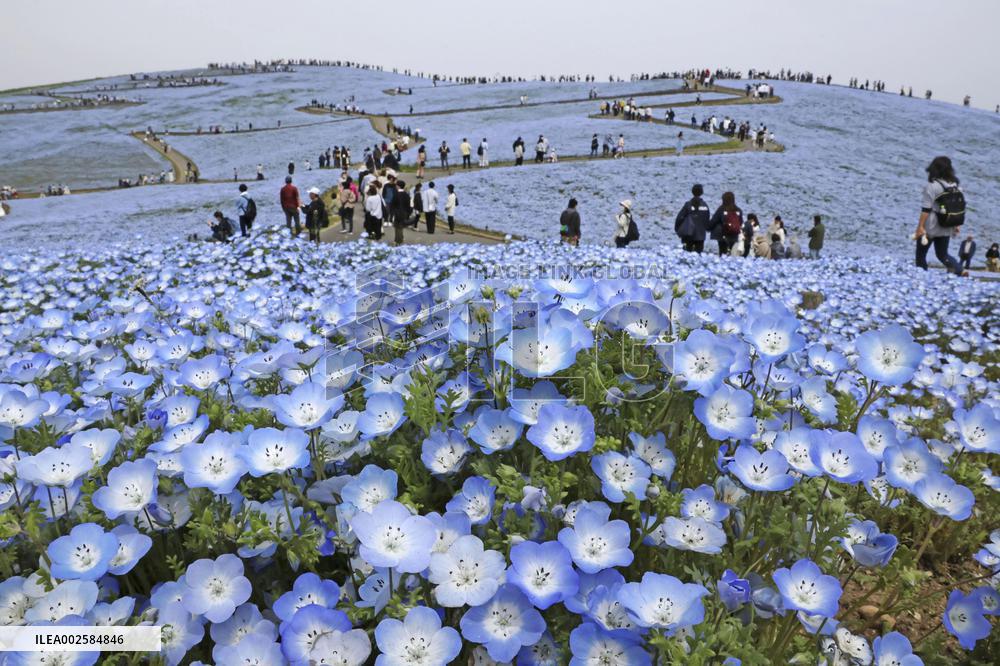 Nemophila flowers in eastern Japan