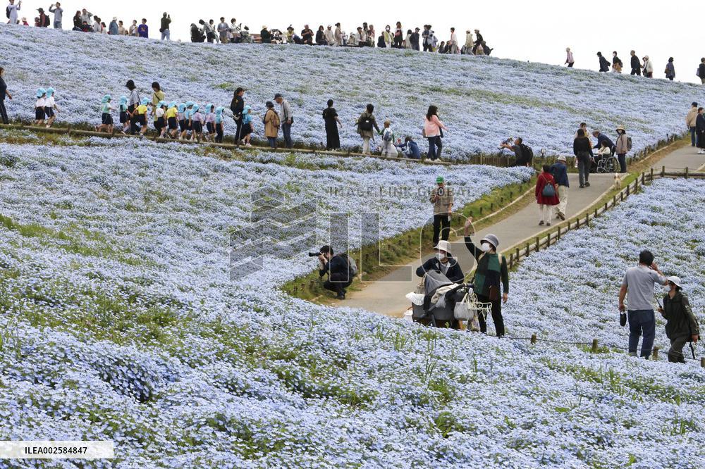 Nemophila flowers in eastern Japan