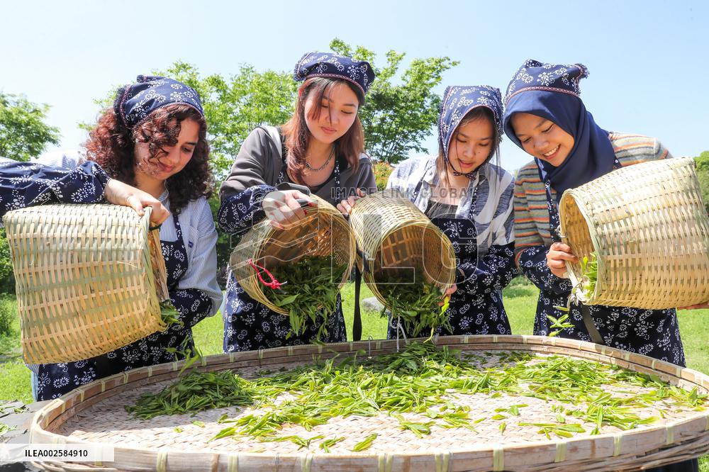A Tea Plantation in Huzhou