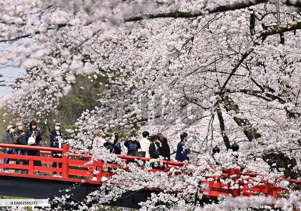 Cherry blossoms in northeastern Japan