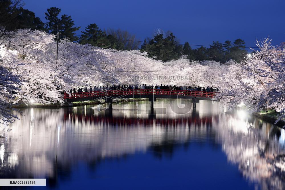 Cherry blossoms in northeastern Japan