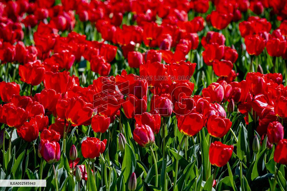 Tourists Visits Bloomed Tulip Fields - Netherlands