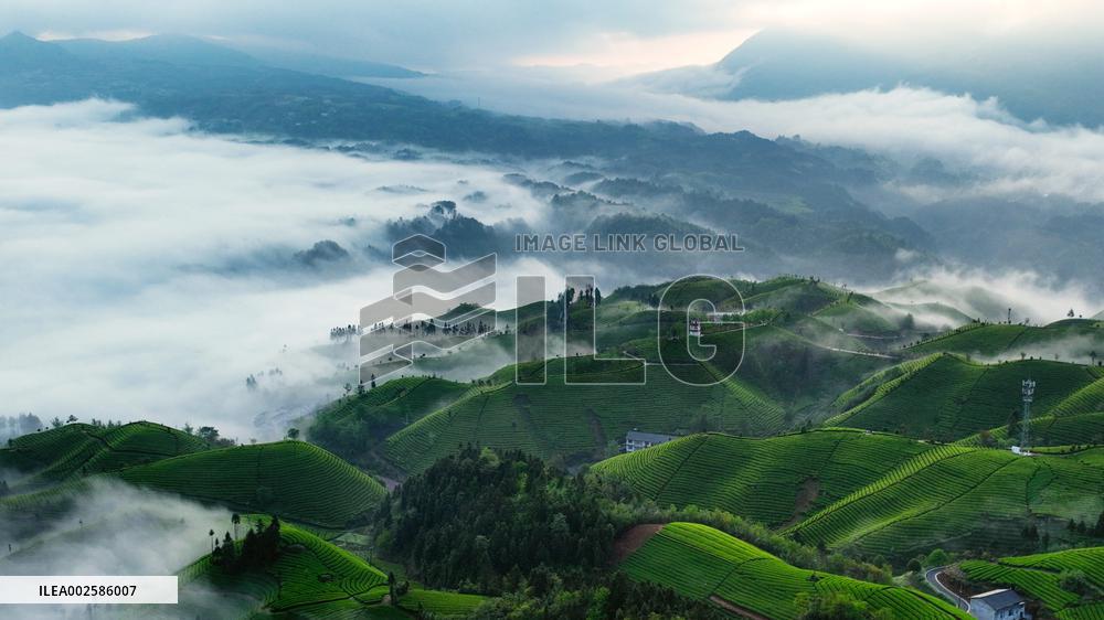 #CHINA-HUBEI-HEFENG-TEA GARDEN-SCENERY (CN)