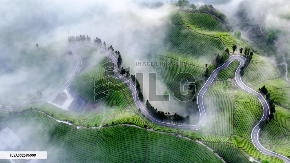 #CHINA-HUBEI-HEFENG-TEA GARDEN-SCENERY (CN)