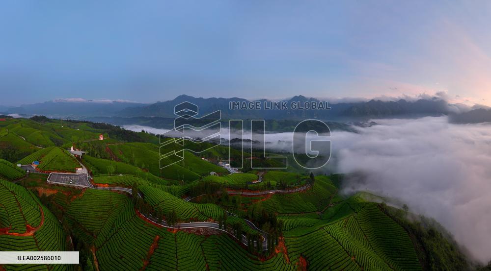 #CHINA-HUBEI-HEFENG-TEA GARDEN-SCENERY (CN)