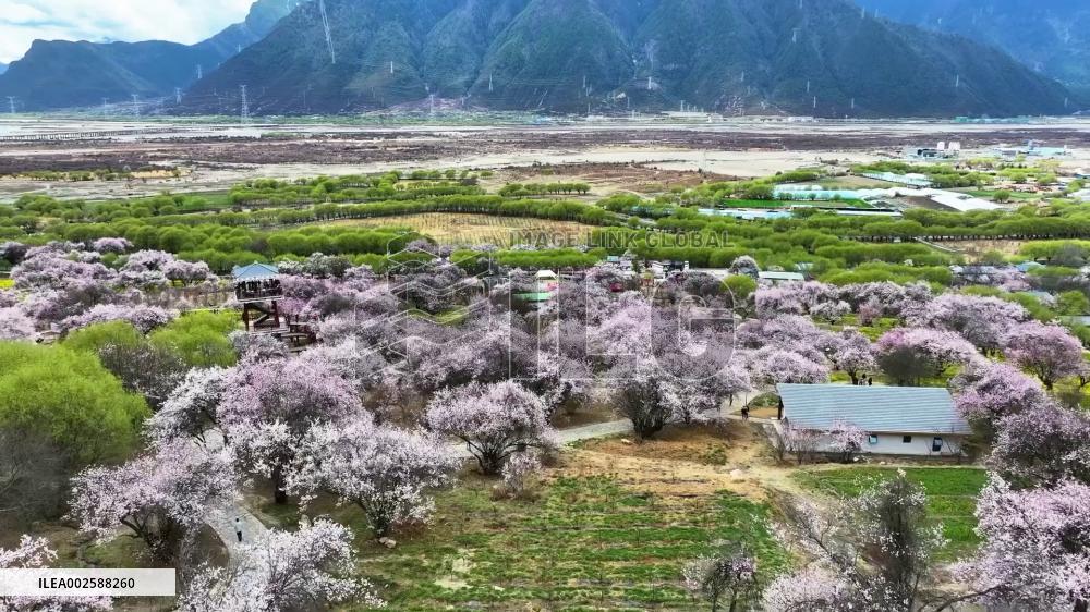 Village tourism in Xizang ushers in spring amid peach blossom viewing