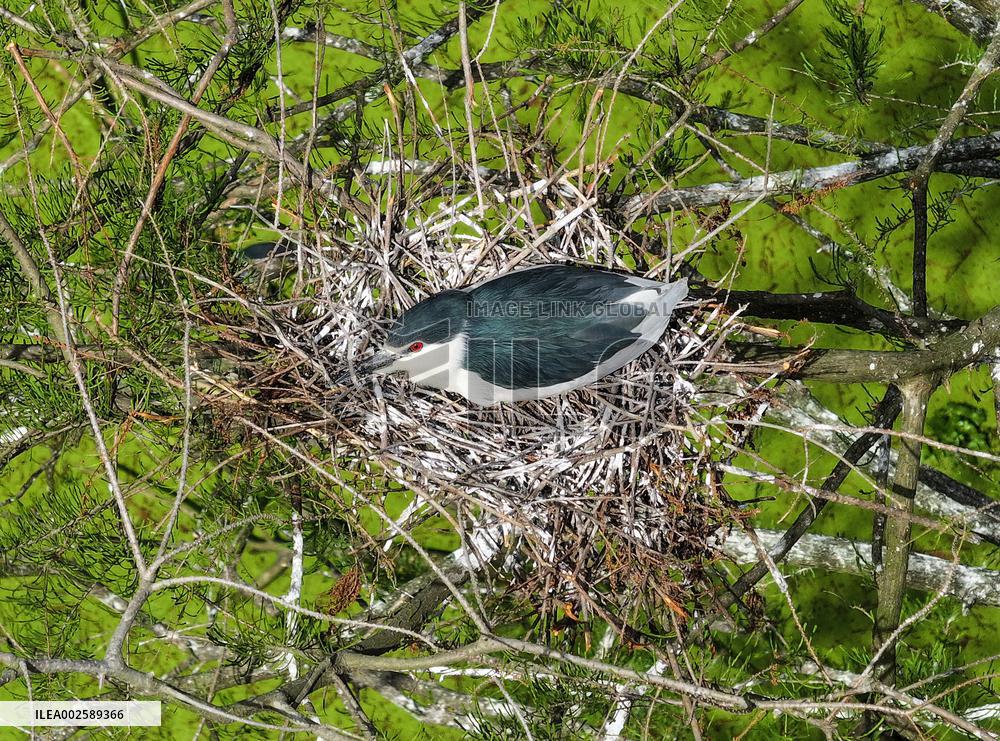 CHINA-JIANGSU-GAOYOU-WETLAND-ENVIRONMENT (CN)