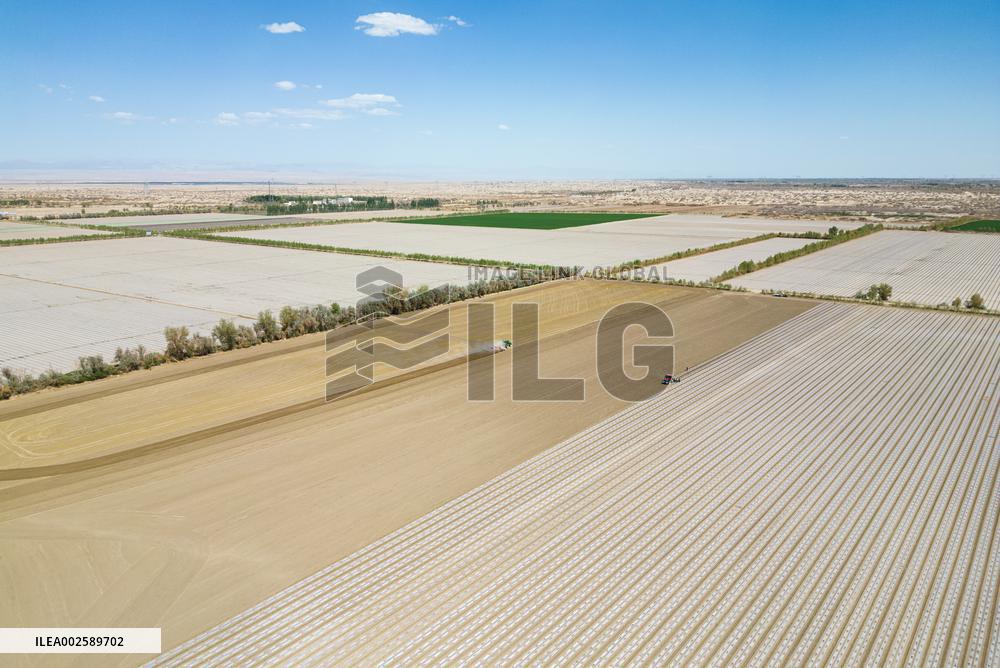 Cotton Sowing in Xinjiang