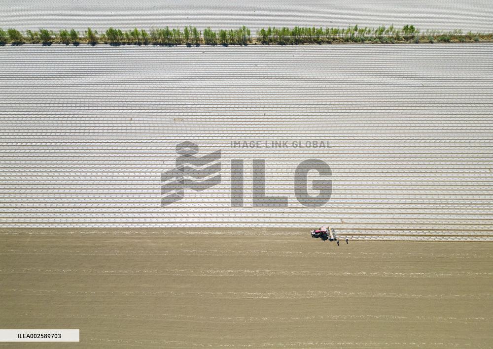 Cotton Sowing in Xinjiang