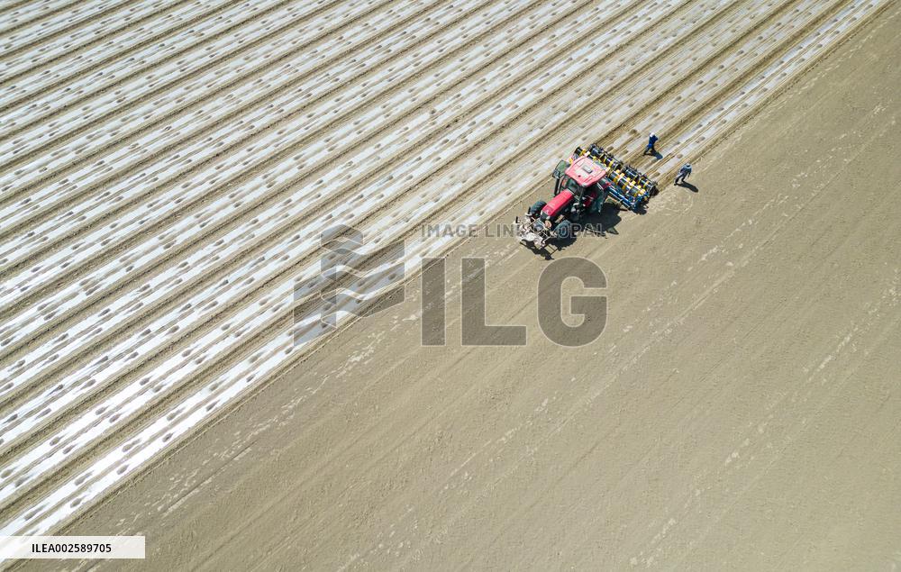 Cotton Sowing in Xinjiang