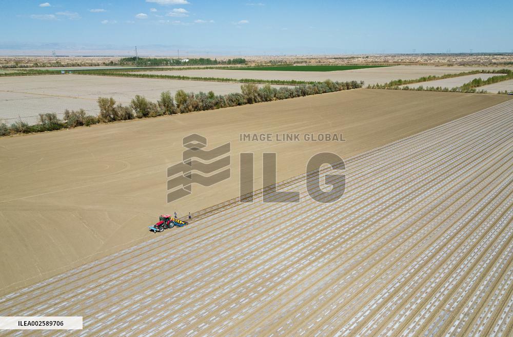 Cotton Sowing in Xinjiang