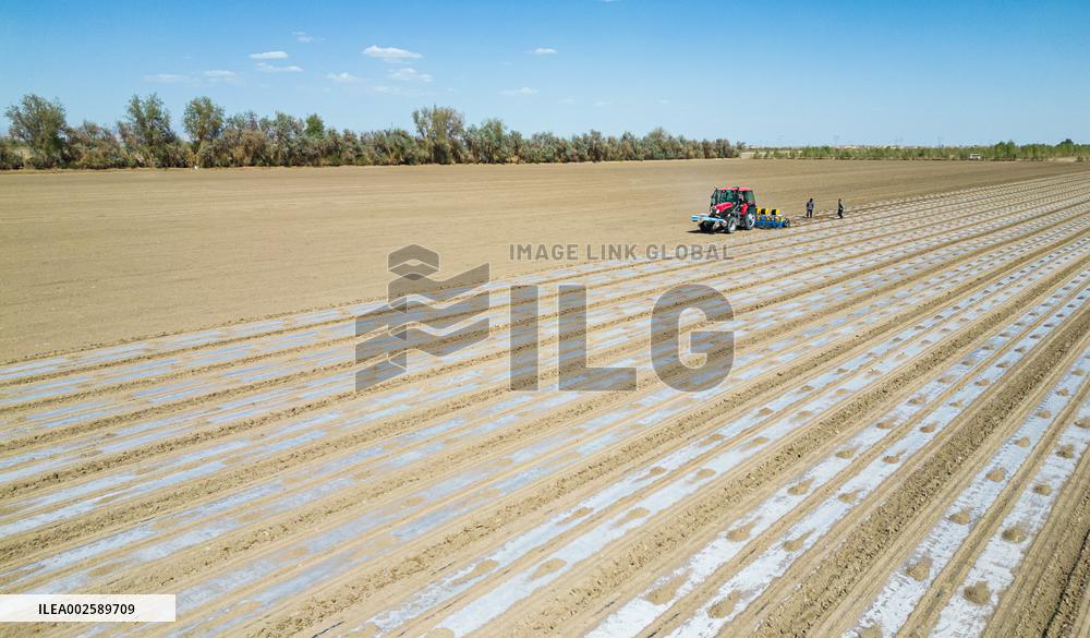 Cotton Sowing in Xinjiang