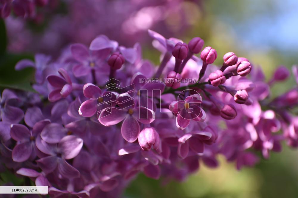 Lilacs bloom in Kharkiv