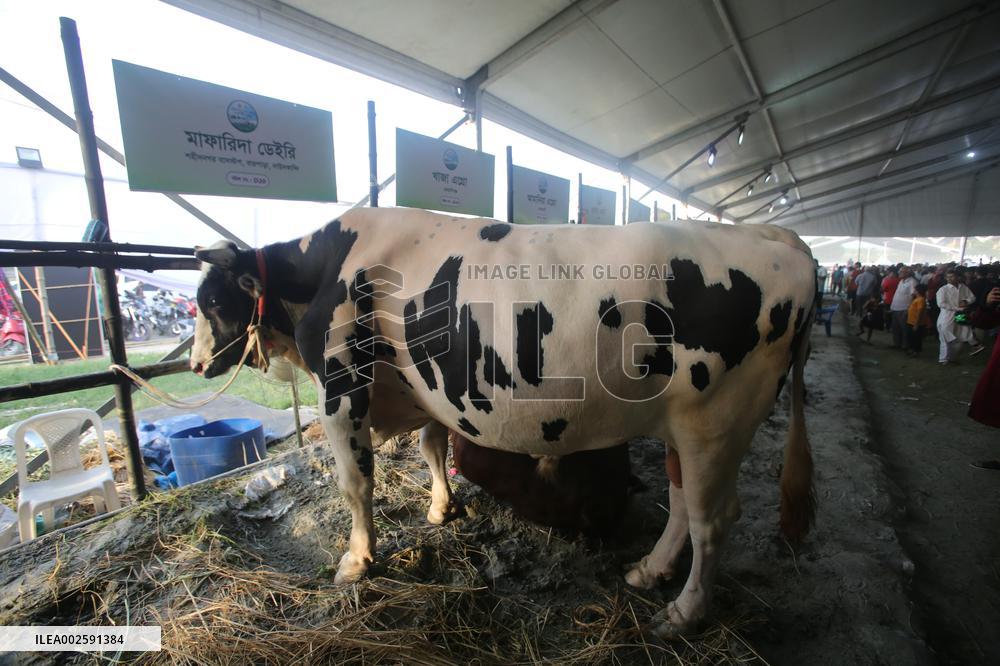 BANGLADESH-DHAKA-LIVESTOCK-EXHIBITION