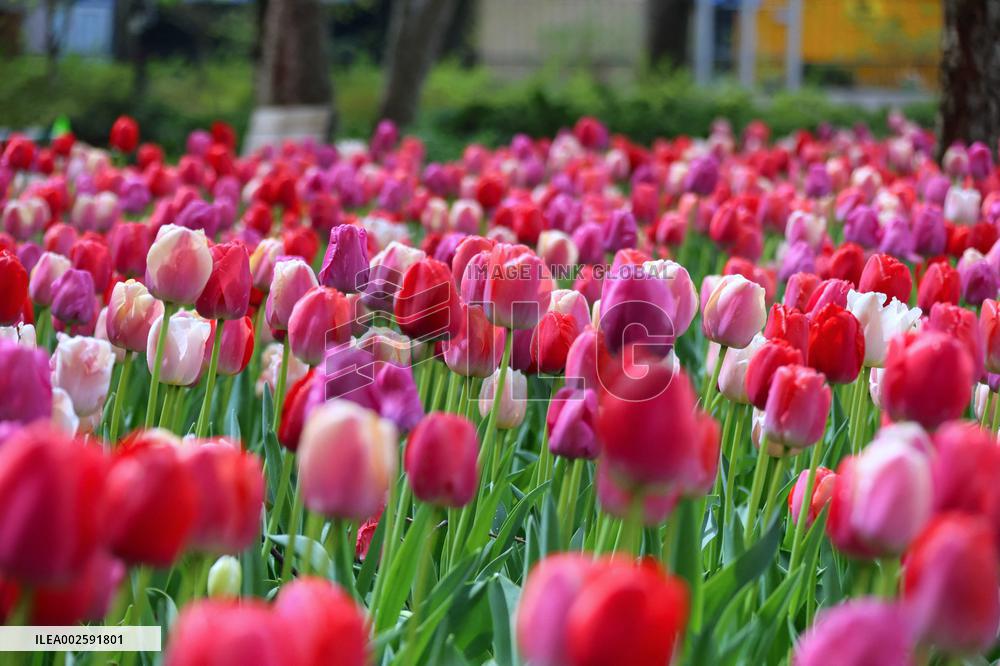 Tulip Garden in New York