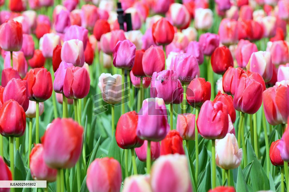 Tulip Garden in New York